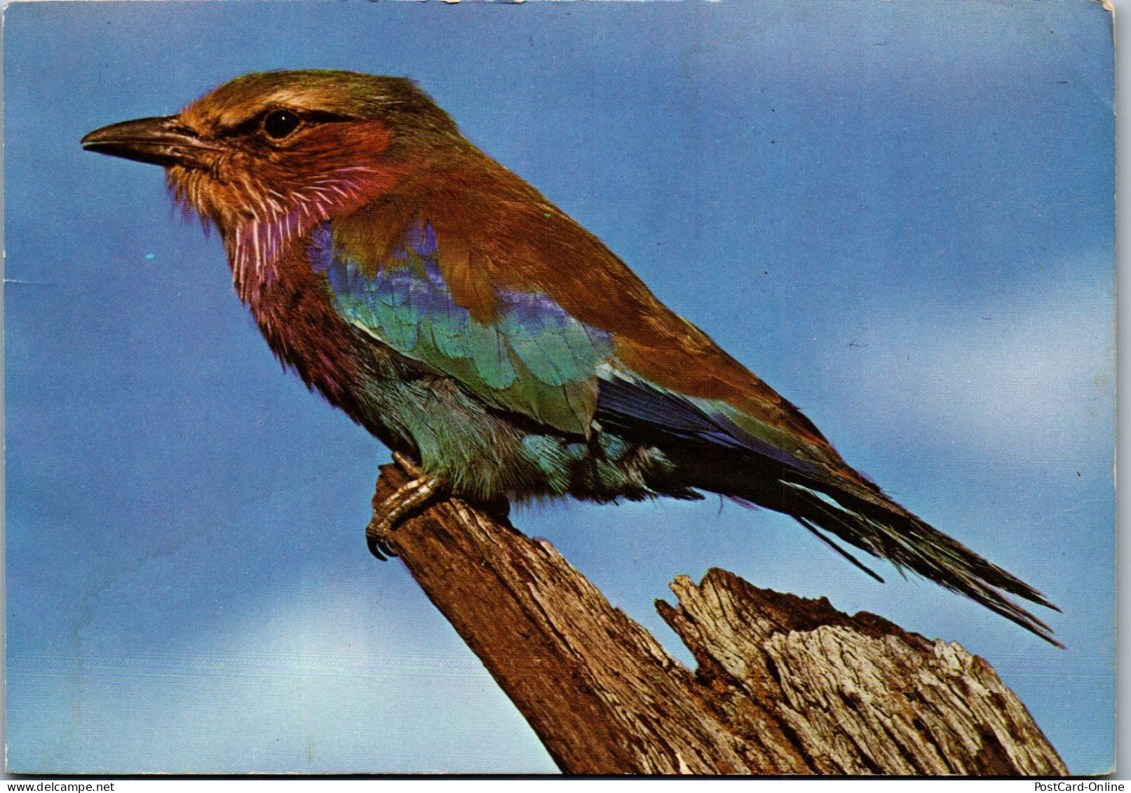 50661 - Tiere - Vogel , Dierelewe , Lilac Breasted Roller - Gelaufen 1975 - Vogels