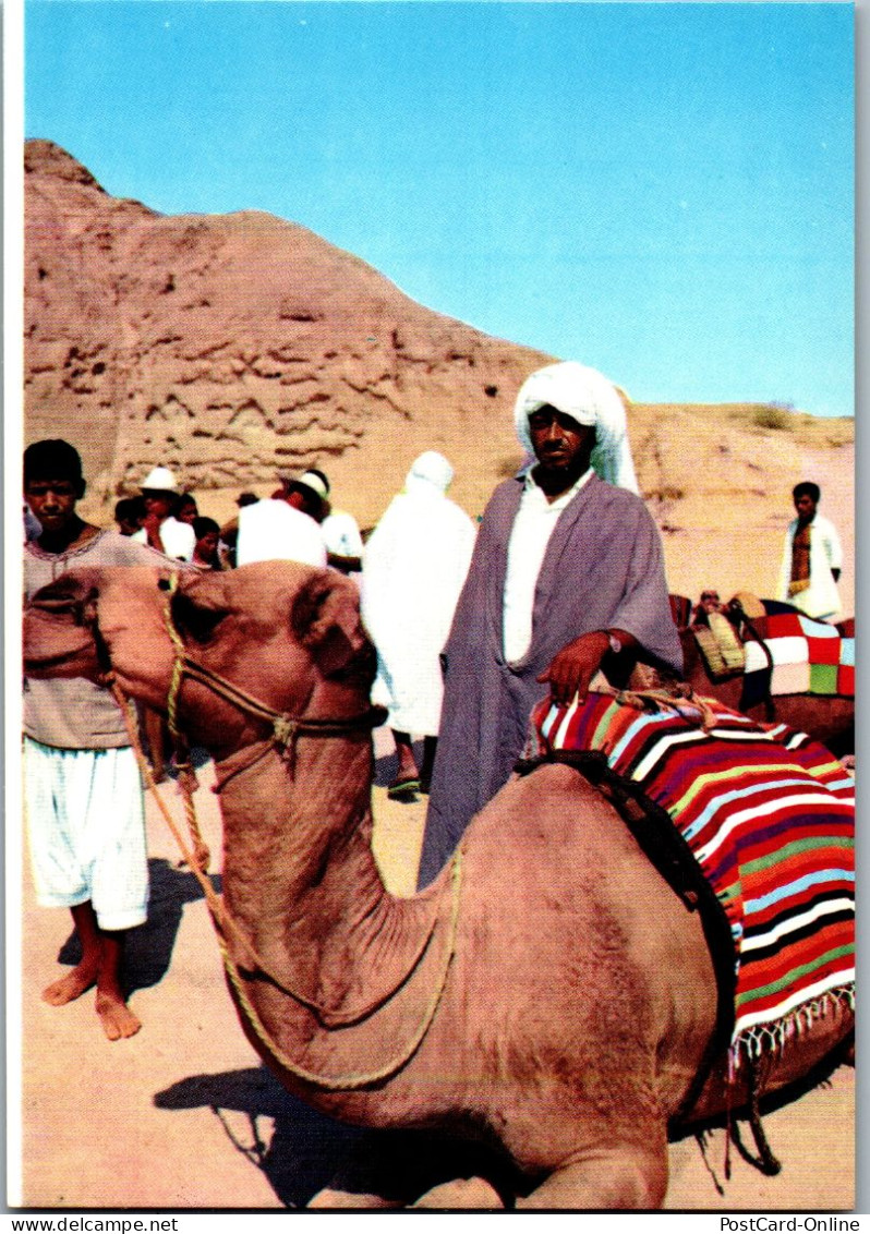 50481 - Tunesien - Le Sud , Camel , Kamel - Nicht Gelaufen  - Tunesië