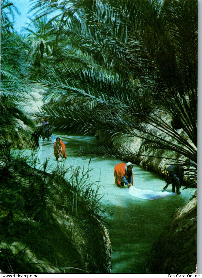 50432 - Tunesien - Les Lavandieres De L'Oasis , Wäscherinnen In Der Oasis - Gelaufen  - Tunisia