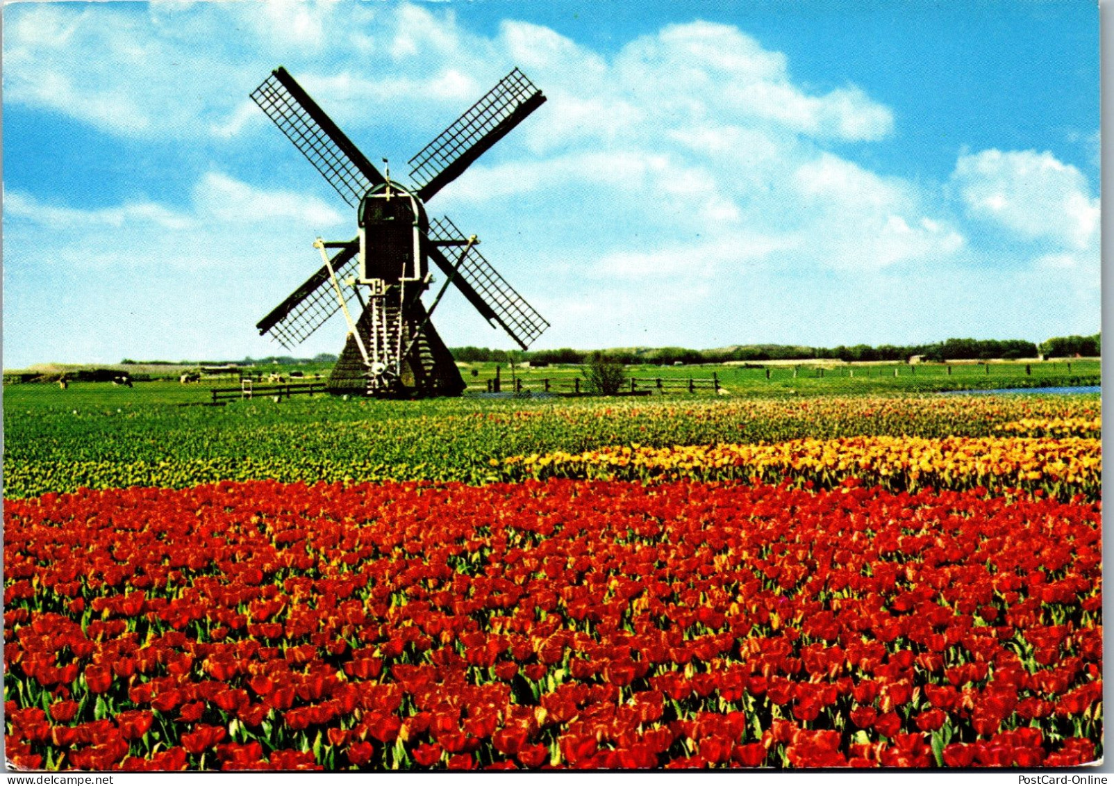 51024 - Niederlande - Blumen , Blumenfeld , Windmühle - Gelaufen 1983 - Sonstige & Ohne Zuordnung