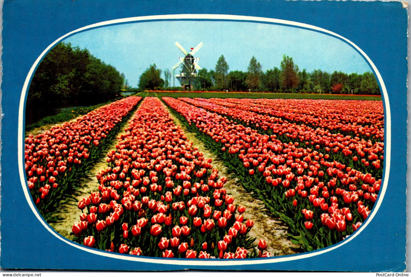 51017 - Niederlande - Blumen , Blumenfeld , Windmühle - Gelaufen 1969 - Sonstige & Ohne Zuordnung