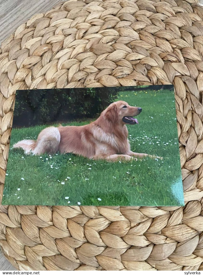 Hund Dog Chien Hovawart Postkarte Postcard - Chiens