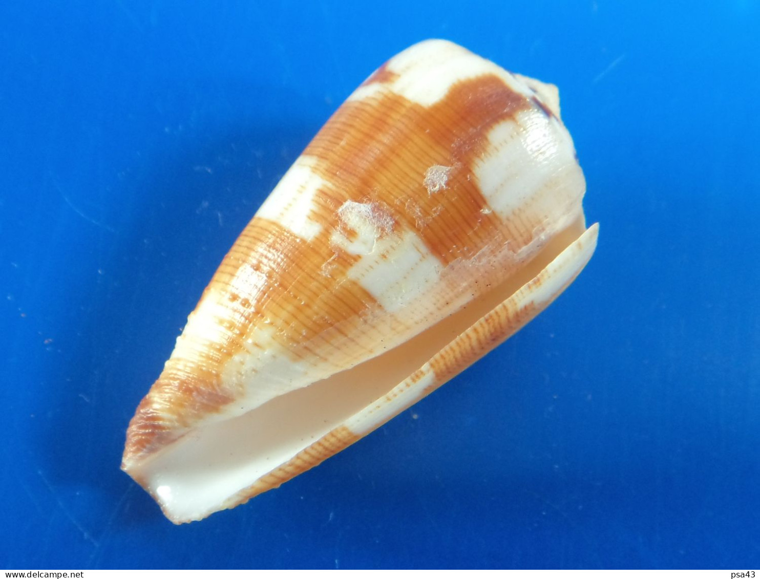 Conus Lithoglyphus Madagascar (Tuléar)  45,4mm F+++/GEM N1 - Seashells & Snail-shells