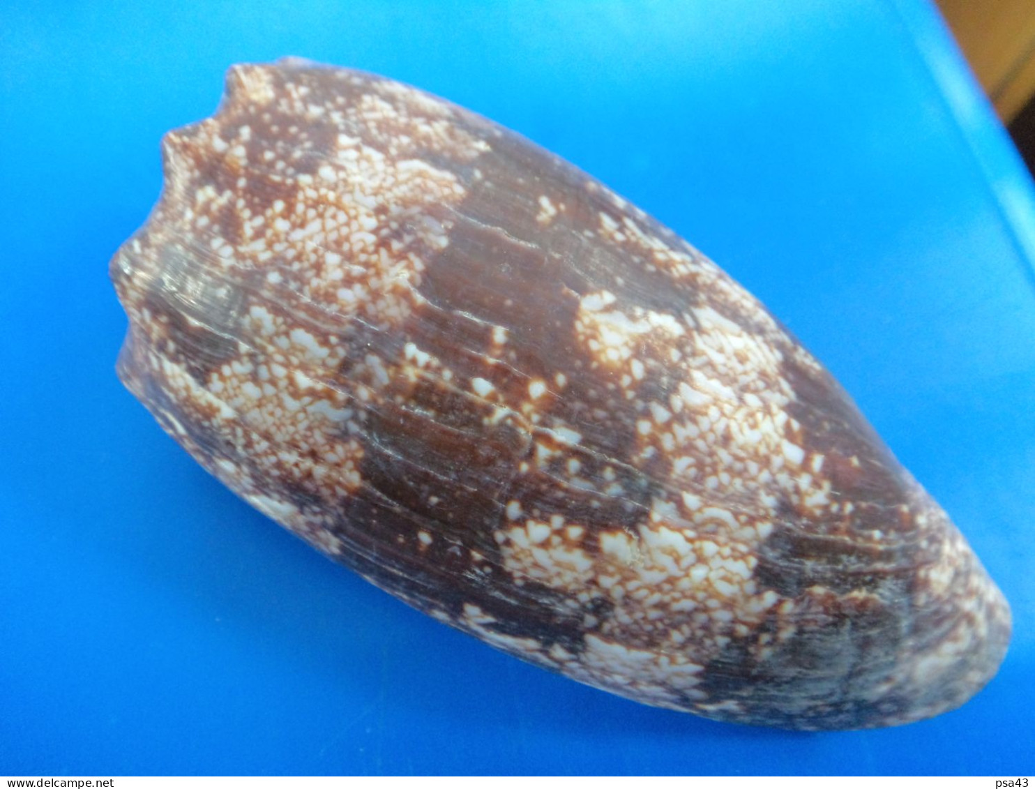 Conus Geographus Philippines (Coron) 106,1mm F+++ N4 - Seashells & Snail-shells