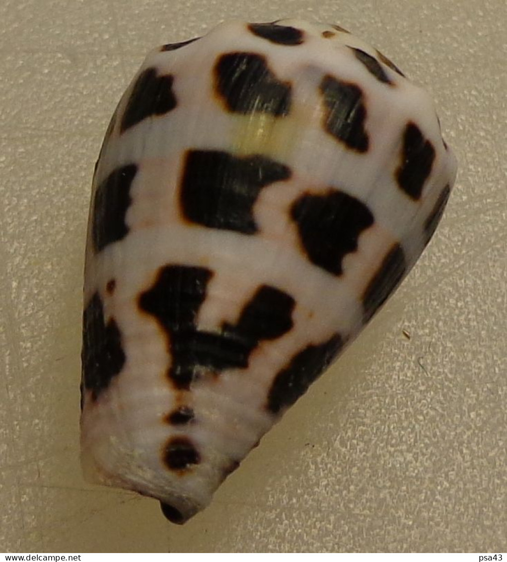 Conus Ebraeus Trouvé Vivant Philippines 24,3mm F++/F+++ WO N8 - Seashells & Snail-shells