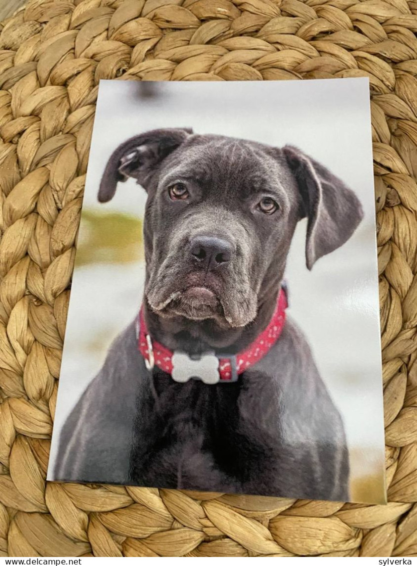 Hund Dog Chien Cane Corso Postkarte Postcard - Chiens