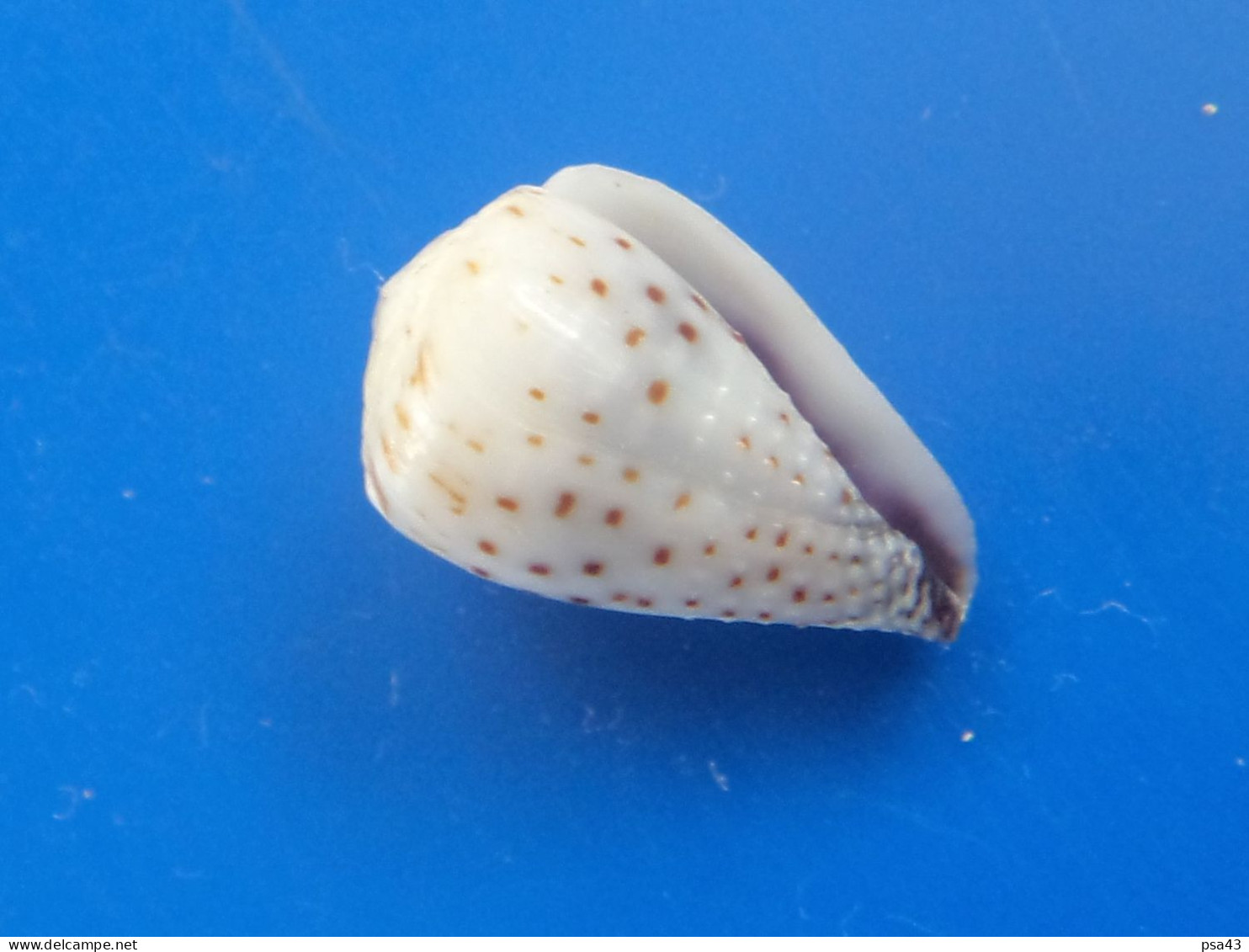 Conus Parvatus Océan Indien 14,5mm F+++ N2 - Conchas Y Caracoles