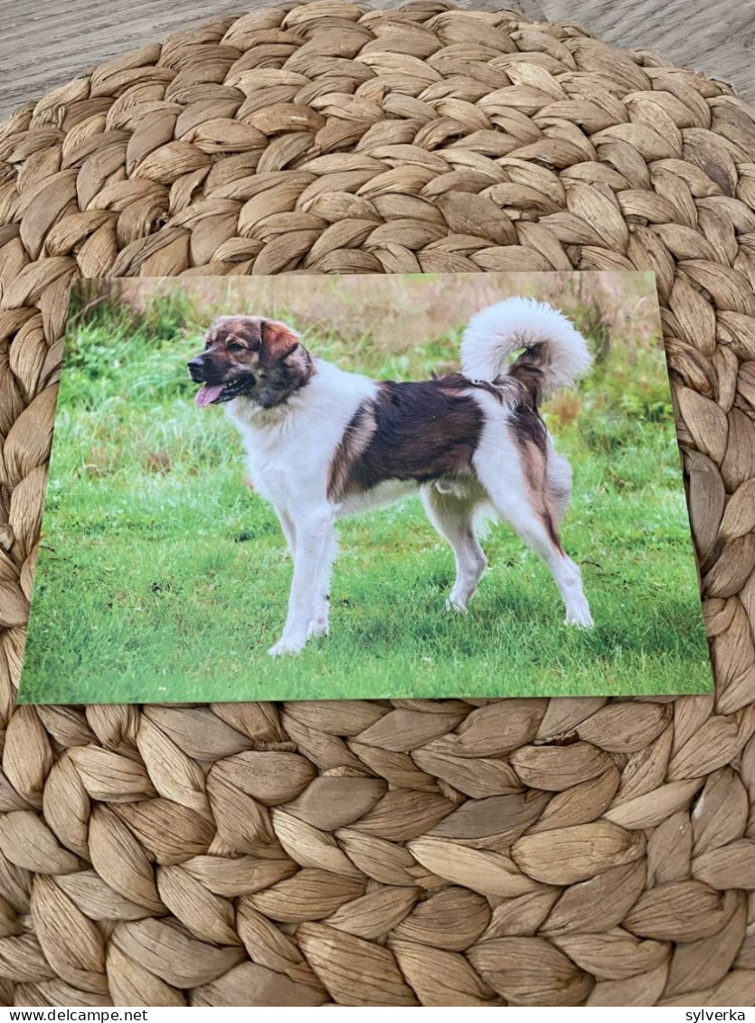 Hund Dog Chien 	 Czech Mountain Dog Postcard,Postkarte - Chiens