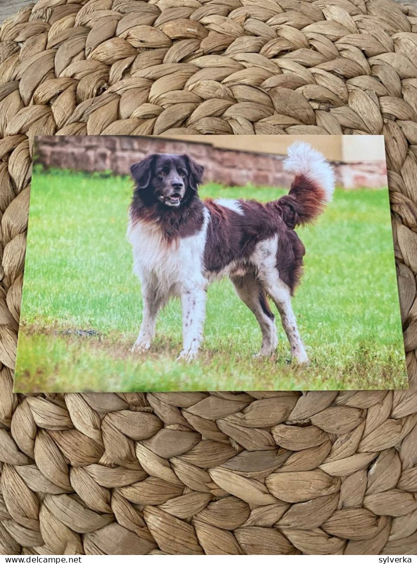 Hund Dog Chien 	 Czech Mountain Dog Postcard,Postkarte - Chiens