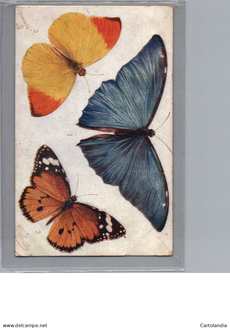CARTOLINA F.P  PRIMI NOVECENTO  FARFALLE     - N°2 - Schmetterlinge