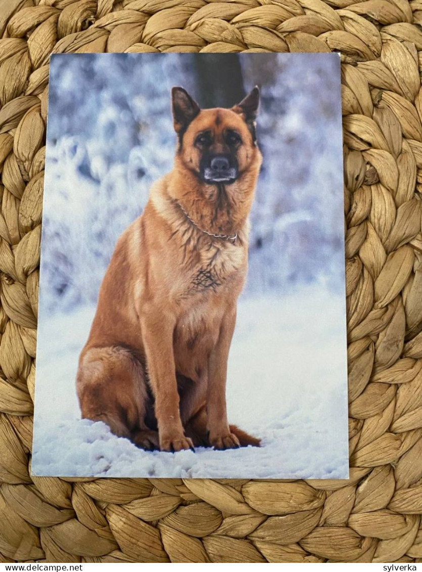 Hund Dog German Shepherd Deutscher Schäferhund Postkarte - Chiens