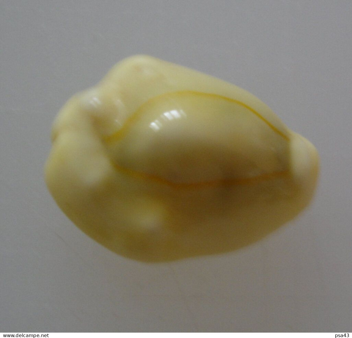 Cypraea Moneta De Polynésie, 21,5mm, GEM Del 7 - Seashells & Snail-shells