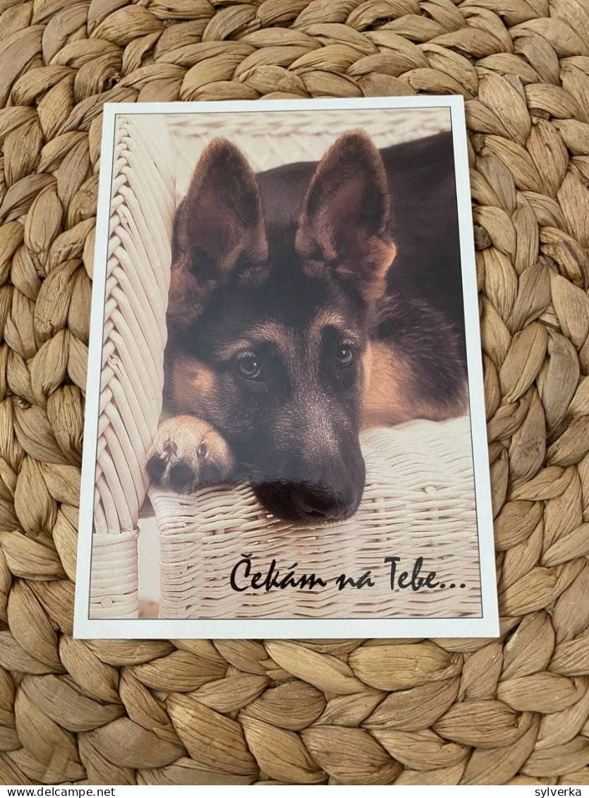 Hund Dog German Shepherd Deutscher Schäferhund Postkarte - Chiens