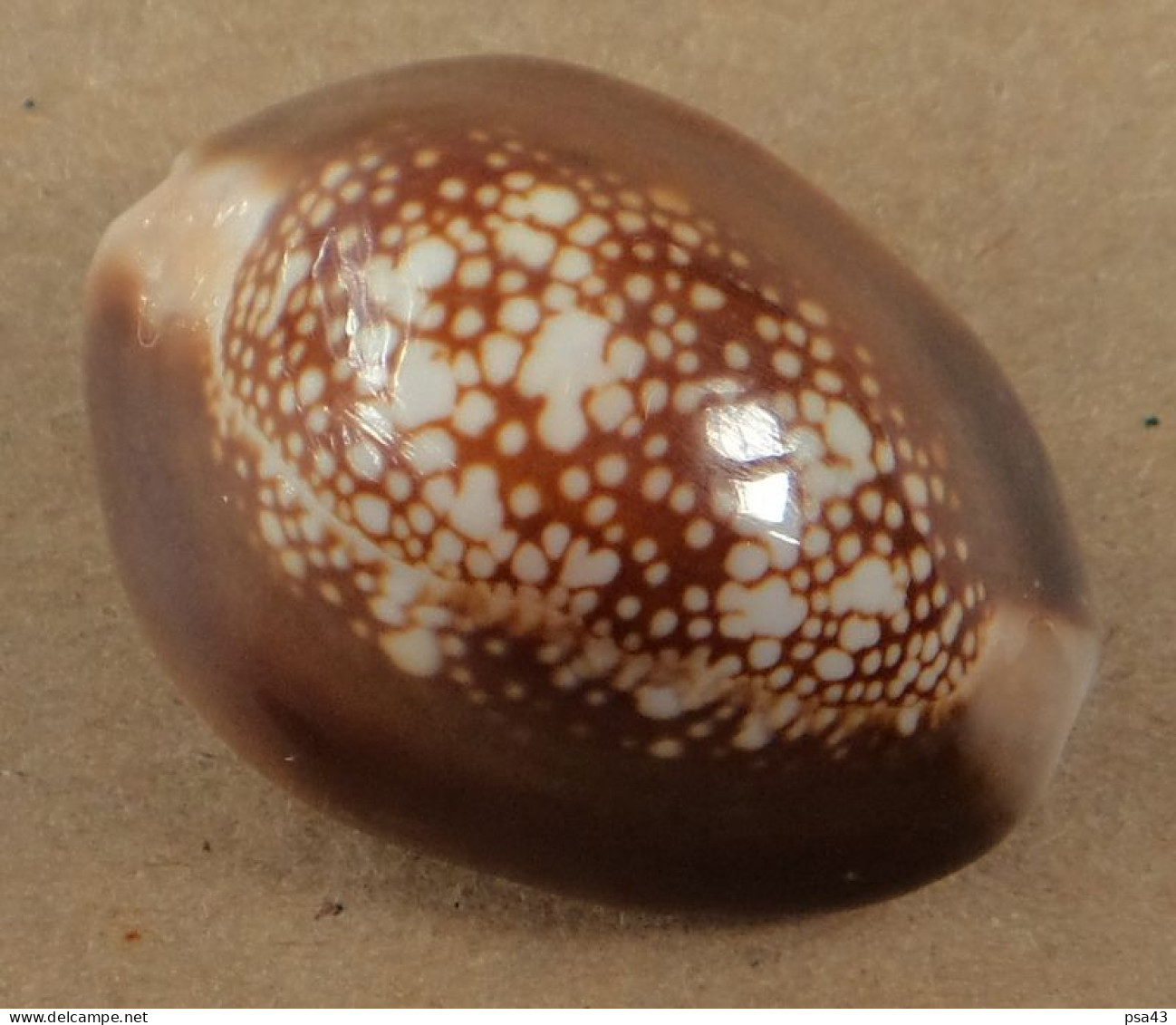 Cypraea Caputserpentis Philippines 30,9mm GEM  N7 - Seashells & Snail-shells