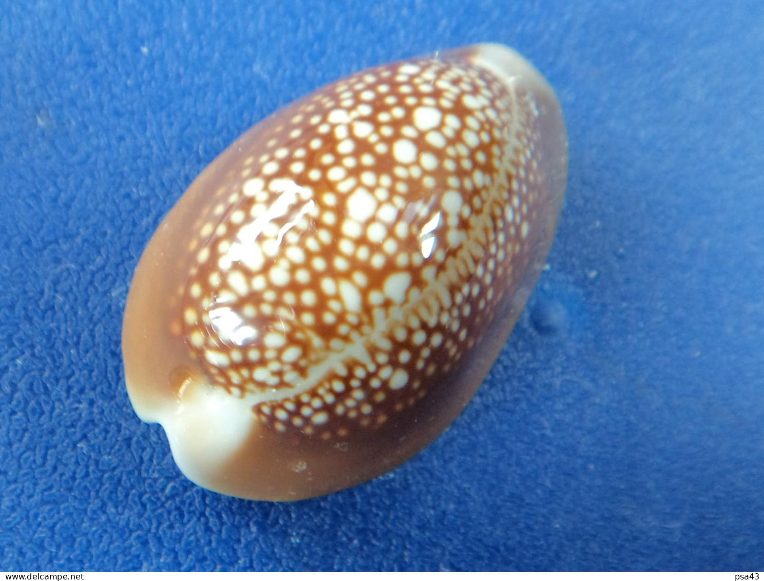 Cypraea Caputserpentis Maurice 28,2mm GEM N13 - Coquillages