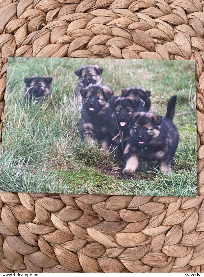 Hund Dog Chien Welpen German Shepherd And Wolf Spitz Postkarte Postcard - Chiens