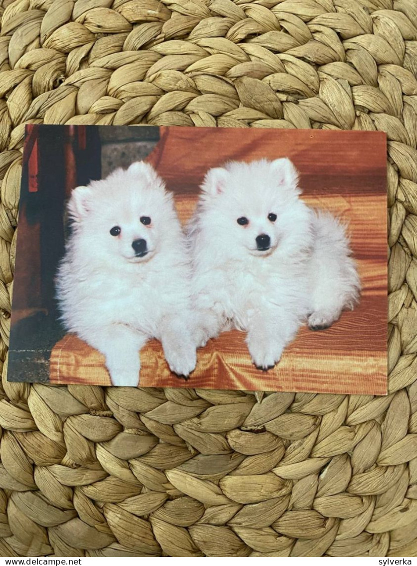 Hund Dog Chien  Spitz Postkarte Postcard - Chiens