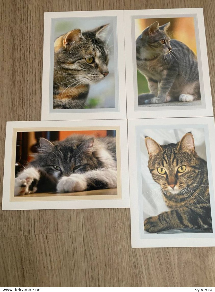 4x Katze Cat Chat Postkarte Postcard - Chats