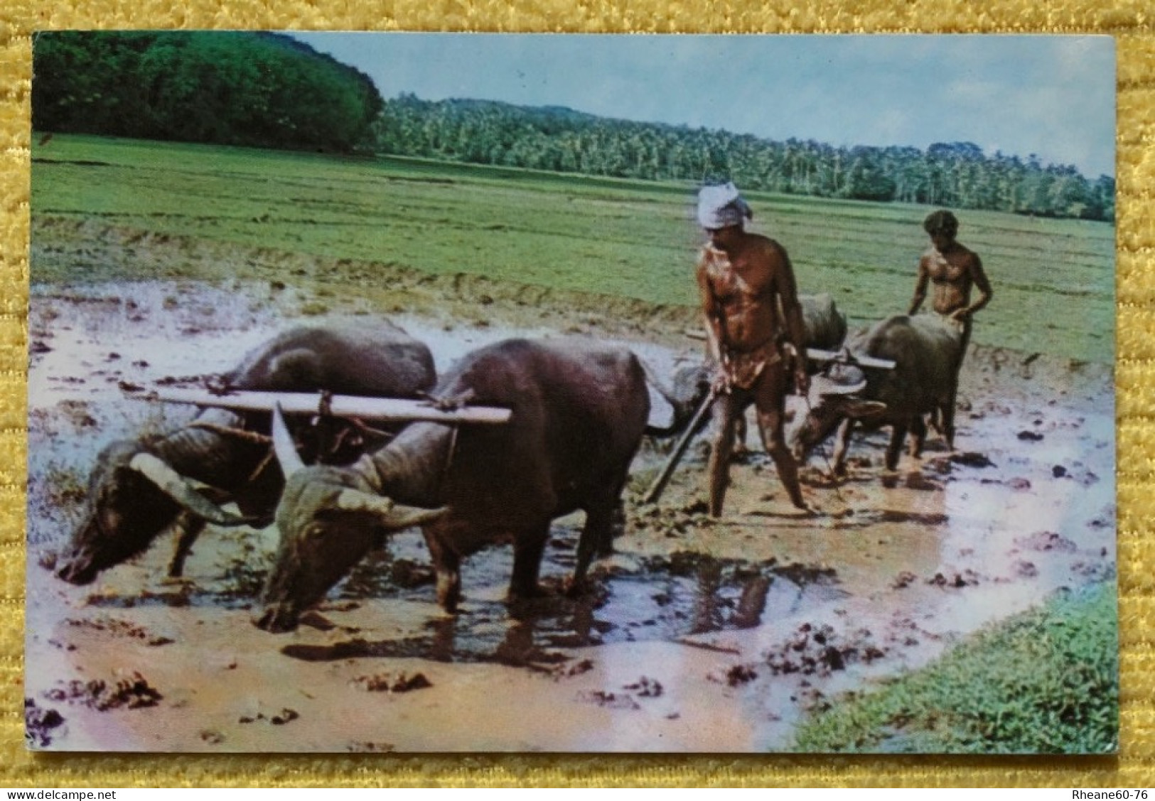 CPM Métier Paysans Sri Lanka - Paddy Harvest / Récolte De Riz Paddy - Attelages Bœufs - Landbouwers