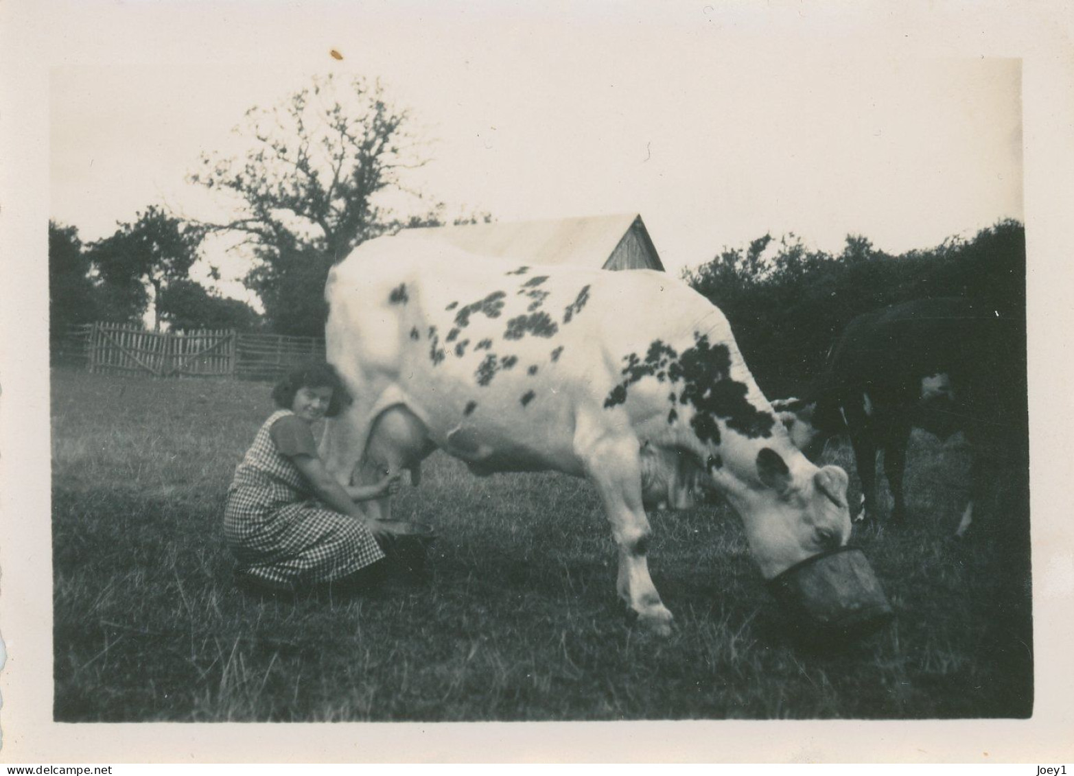 Photo Jeune Fermière Qui Traie Une Vache - Anonyme Personen