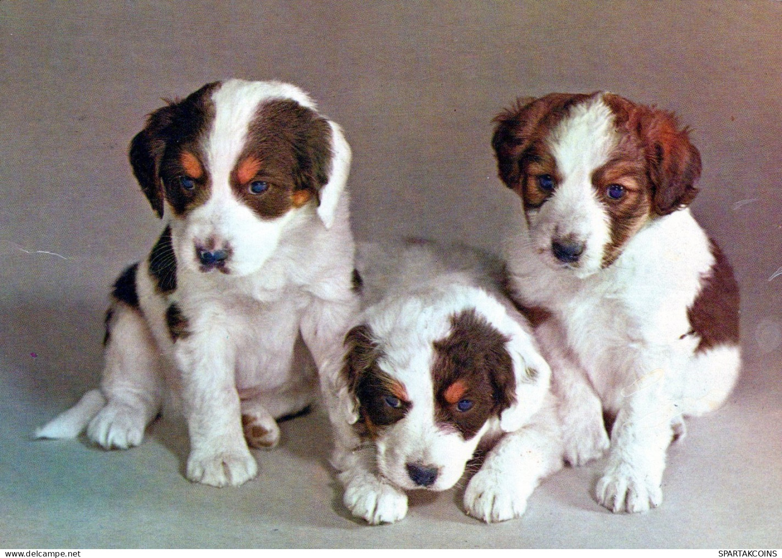 DOG Animals Vintage Postcard CPSM #PAN647.A - Chiens