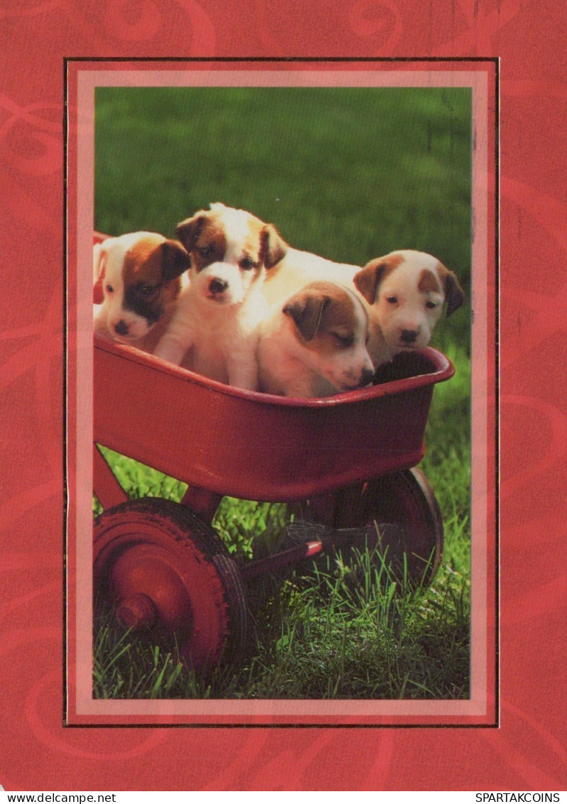 DOG Animals Vintage Postcard CPSM #PAN422.A - Chiens