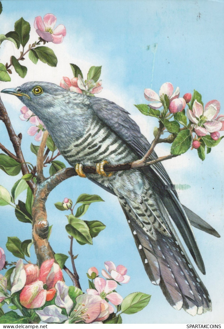 UCCELLO Animale Vintage Cartolina CPSM #PAN414.A - Birds