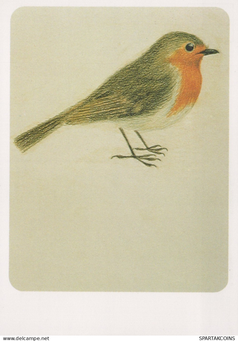 PÁJARO Animales Vintage Tarjeta Postal CPSM #PAN198.A - Birds