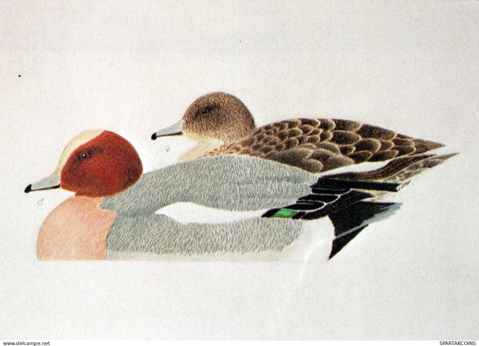 BIRD Animals Vintage Postcard CPSM #PAN202.A - Pájaros