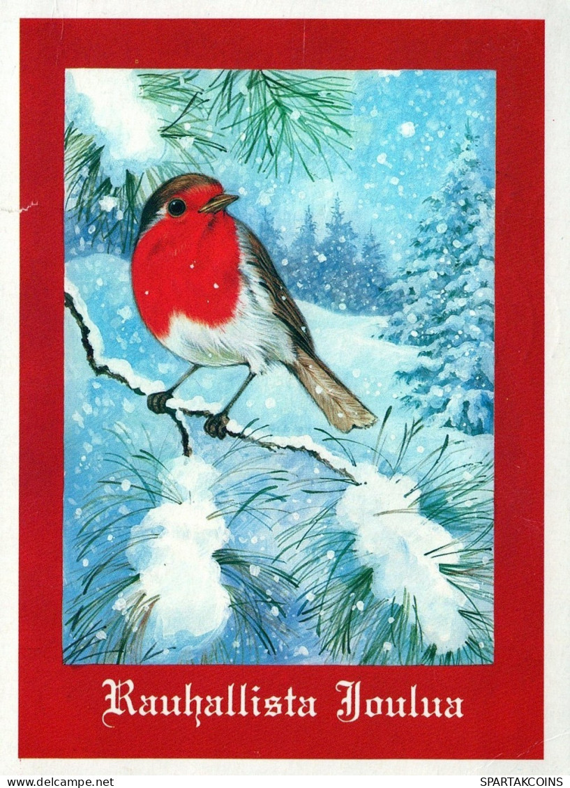 BIRD Animals Vintage Postcard CPSM #PAN042.A - Pájaros