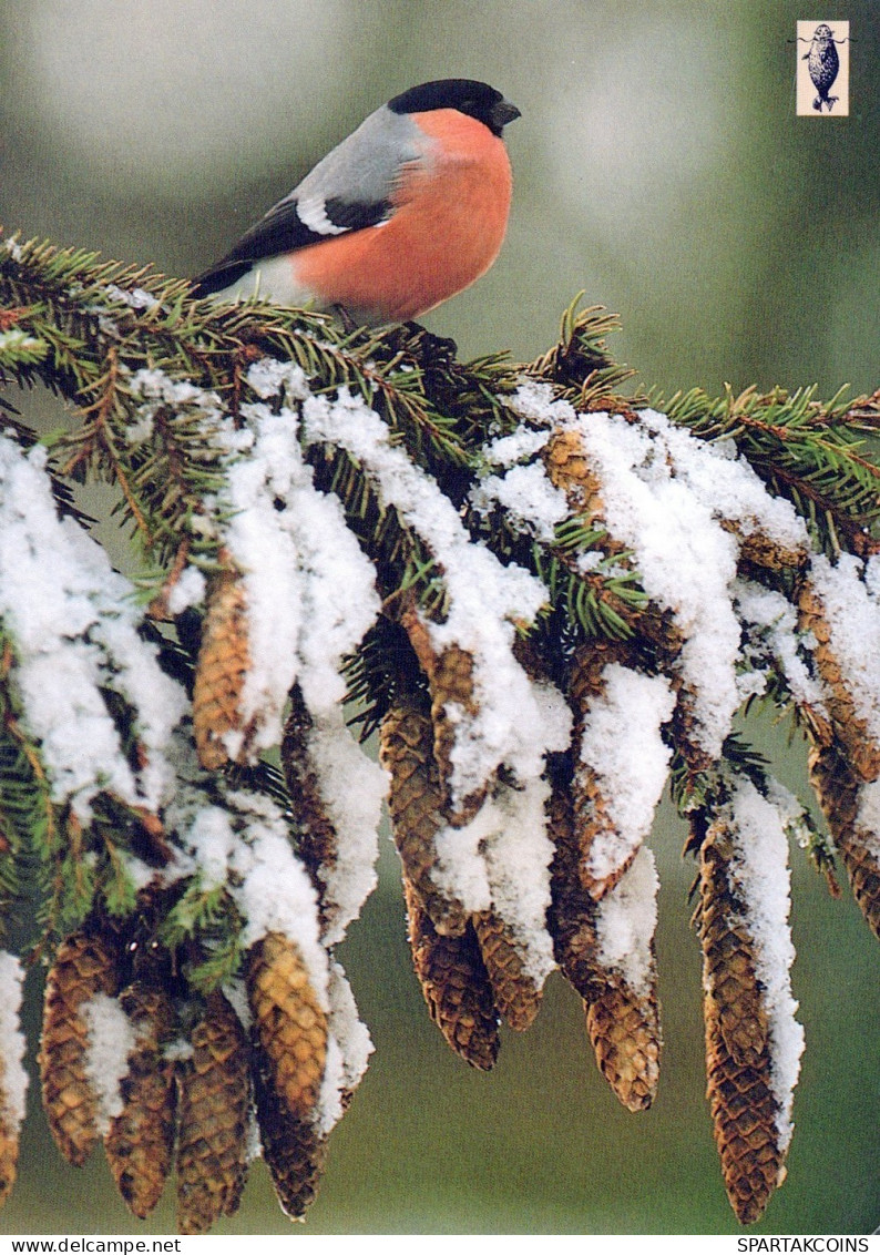 OISEAU Animaux Vintage Carte Postale CPSM #PAN075.A - Pájaros