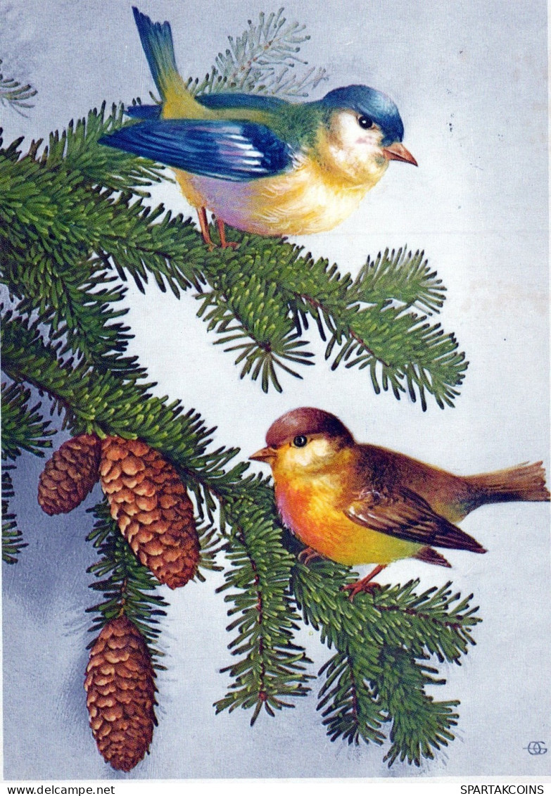 BIRD Animals Vintage Postcard CPSM #PAM961.A - Pájaros