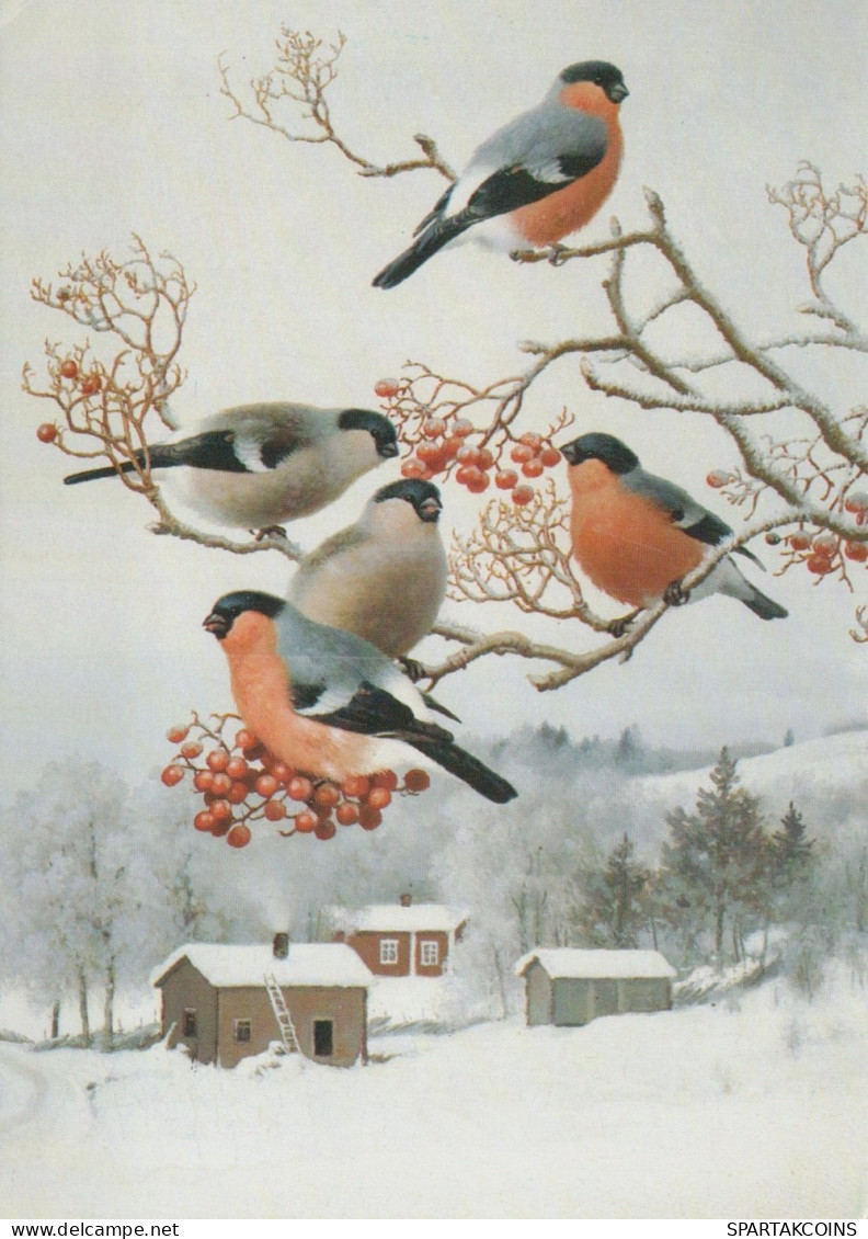 PÁJARO Animales Vintage Tarjeta Postal CPSM #PAM797.A - Birds