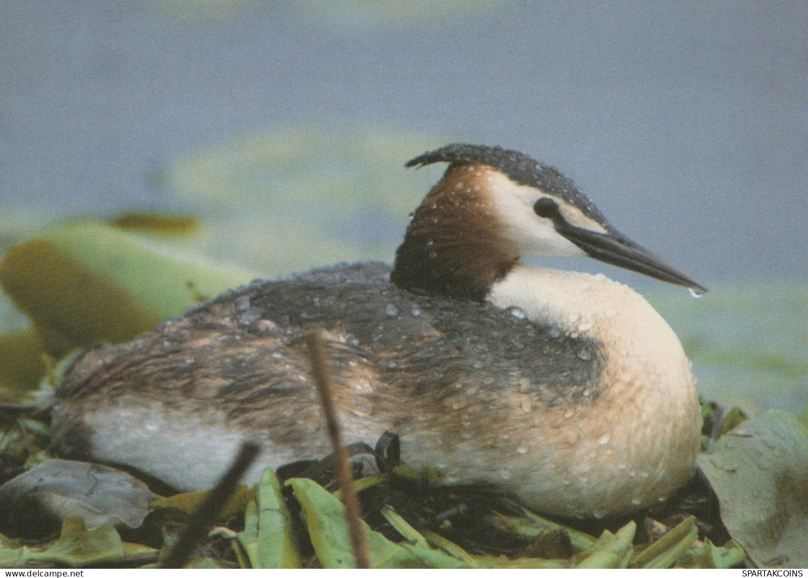 BIRD Animals Vintage Postcard CPSM #PAM696.A - Birds