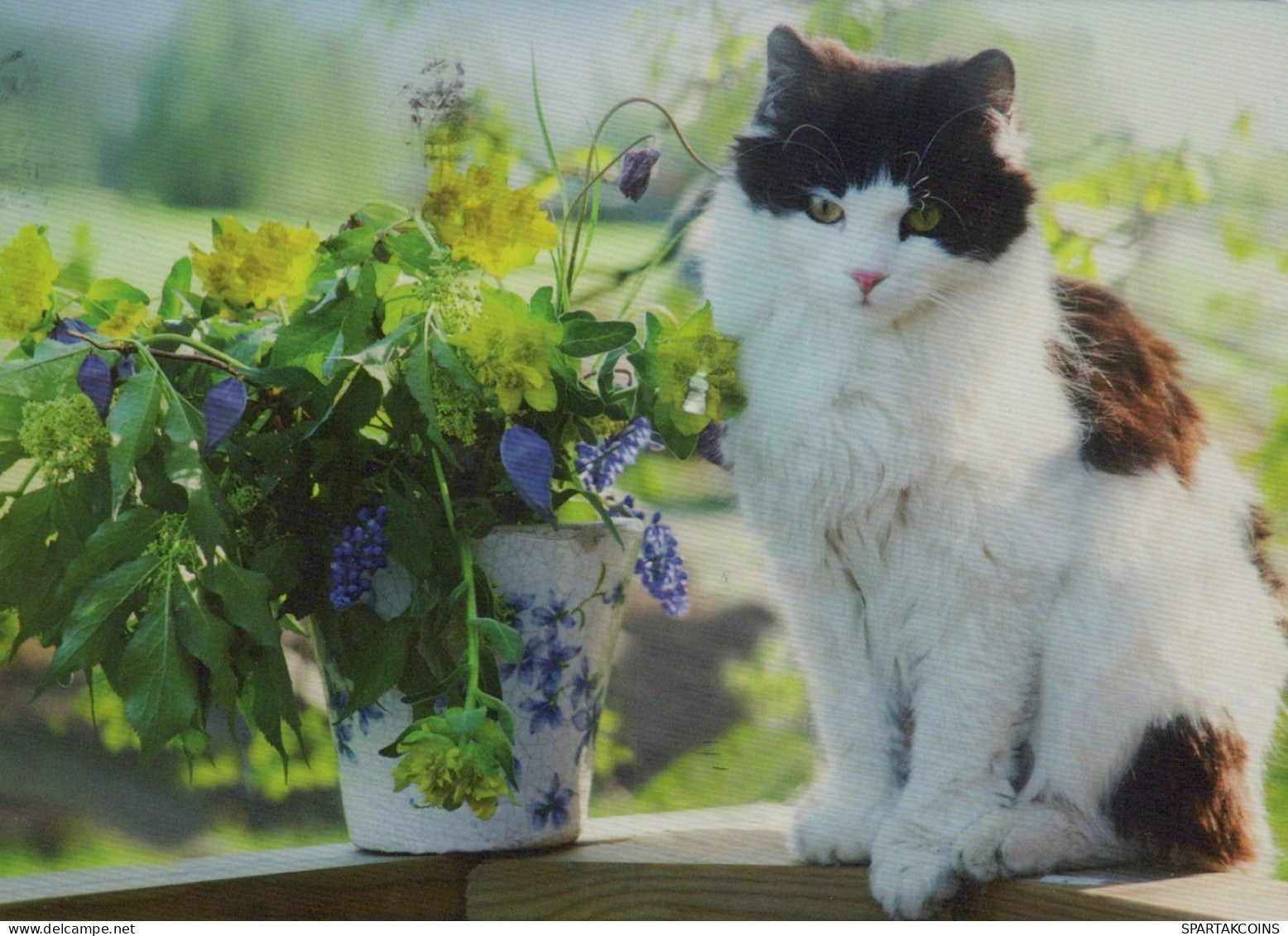 KATZE MIEZEKATZE Tier Vintage Ansichtskarte Postkarte CPSM #PAM530.A - Cats