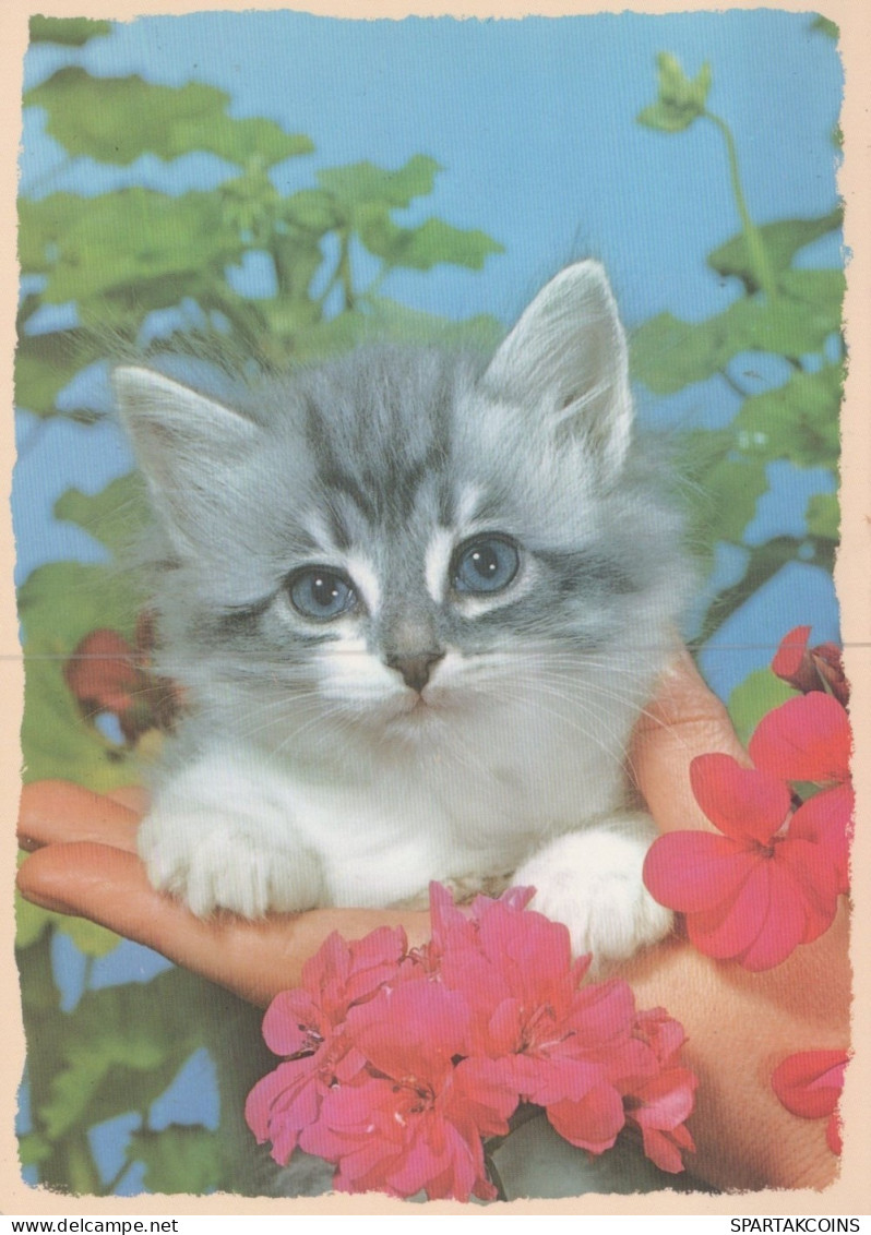 KATZE MIEZEKATZE Tier Vintage Ansichtskarte Postkarte CPSM #PAM185.A - Cats