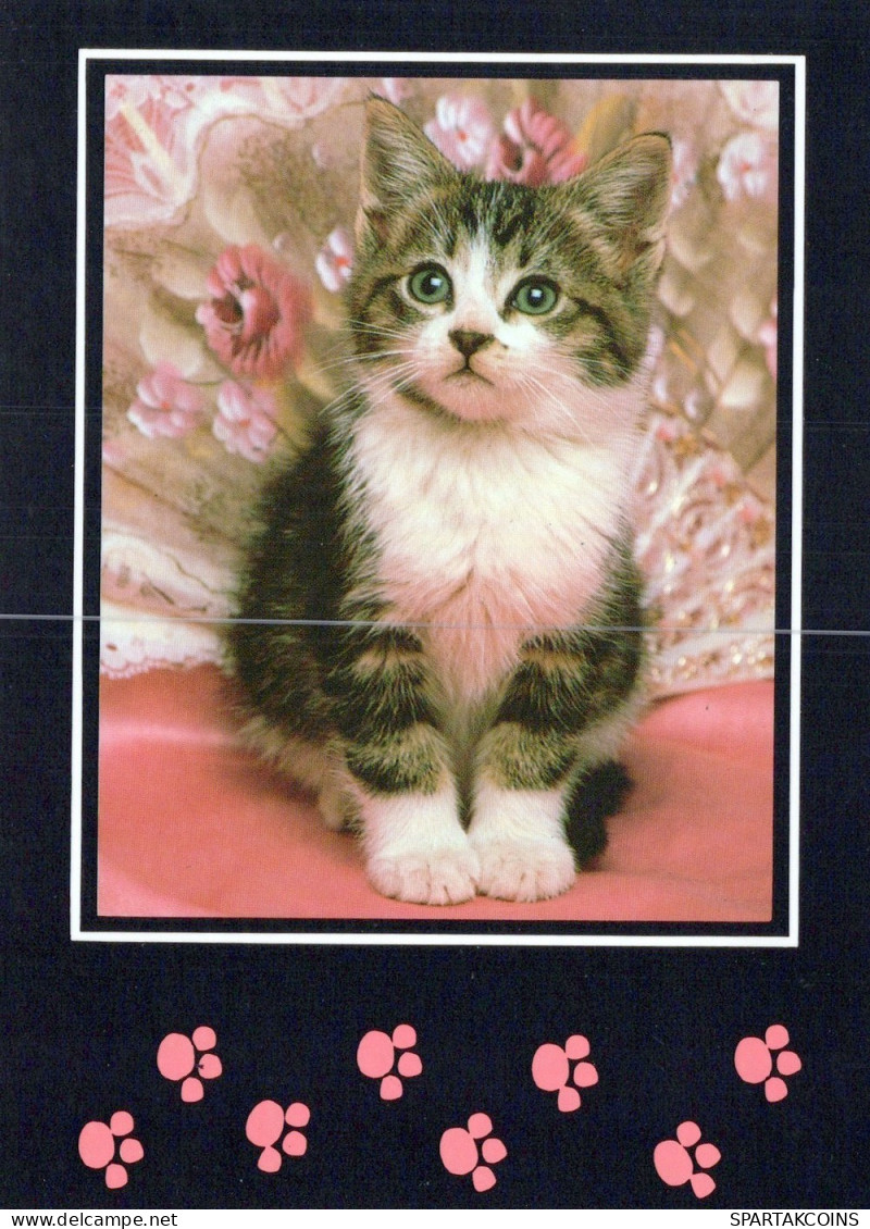 CHAT CHAT Animaux Vintage Carte Postale CPSM Unposted #PAM219.A - Katten