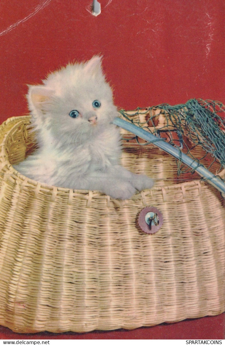 KATZE MIEZEKATZE Tier Vintage Ansichtskarte Postkarte CPSM #PAM110.A - Cats