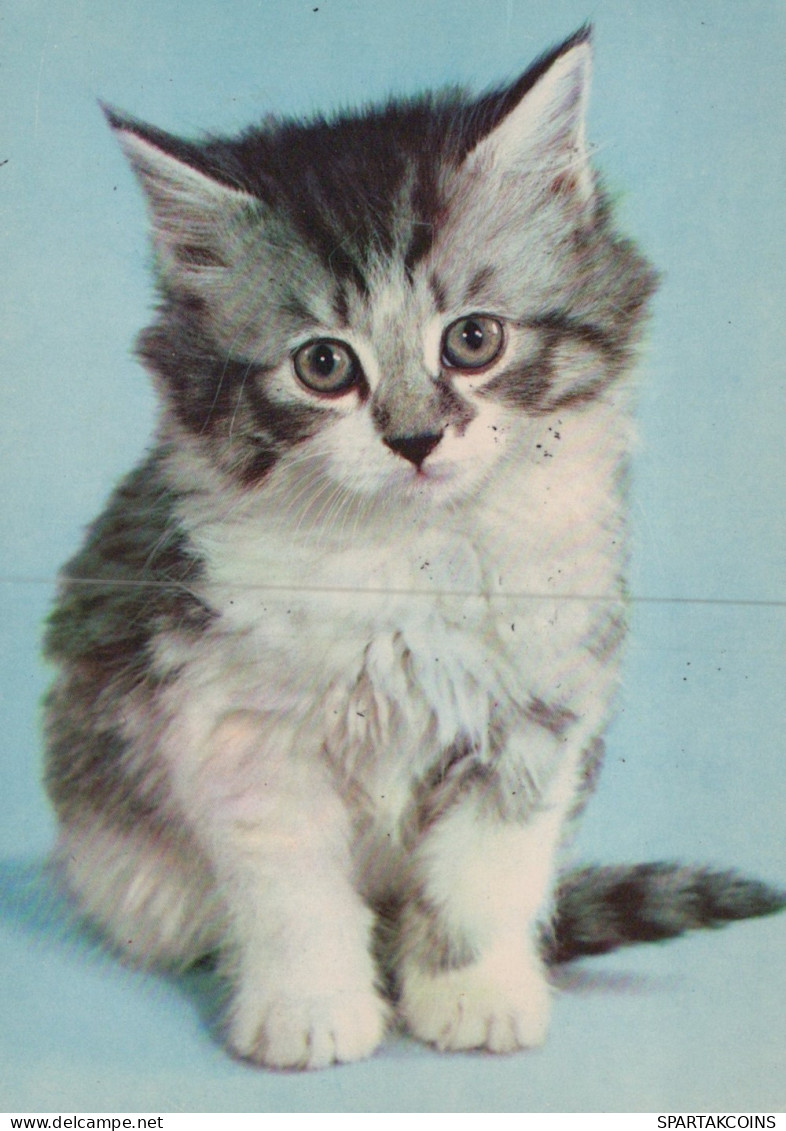 CAT KITTY Animals Vintage Postcard CPSM #PAM081.A - Cats