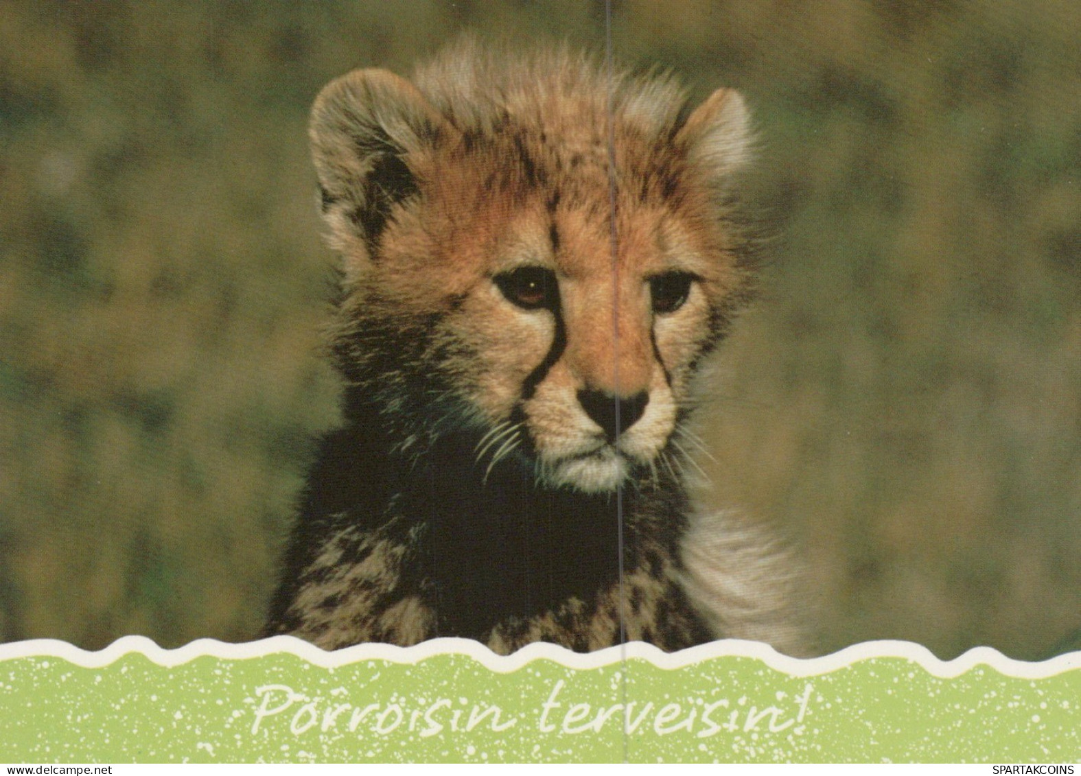 LION GROS CHAT Animaux Vintage Carte Postale CPSM #PAM009.A - Leeuwen