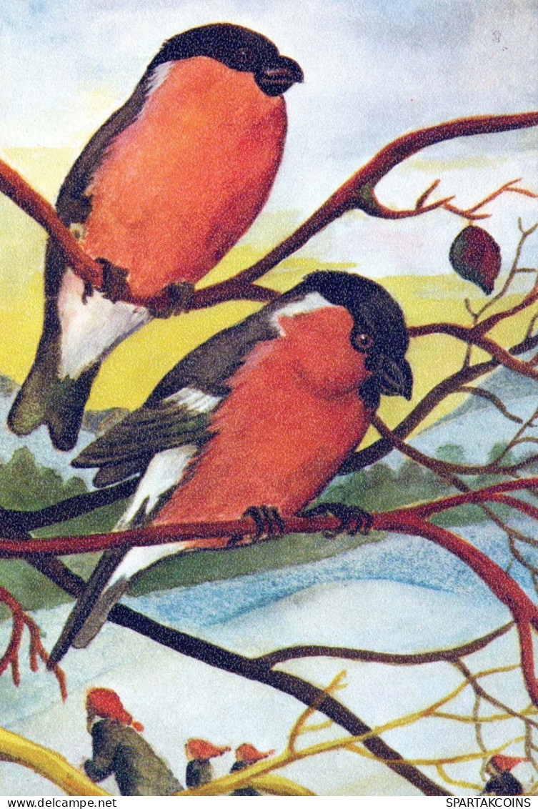 PÁJARO Animales Vintage Tarjeta Postal CPSM #PBR505.A - Birds