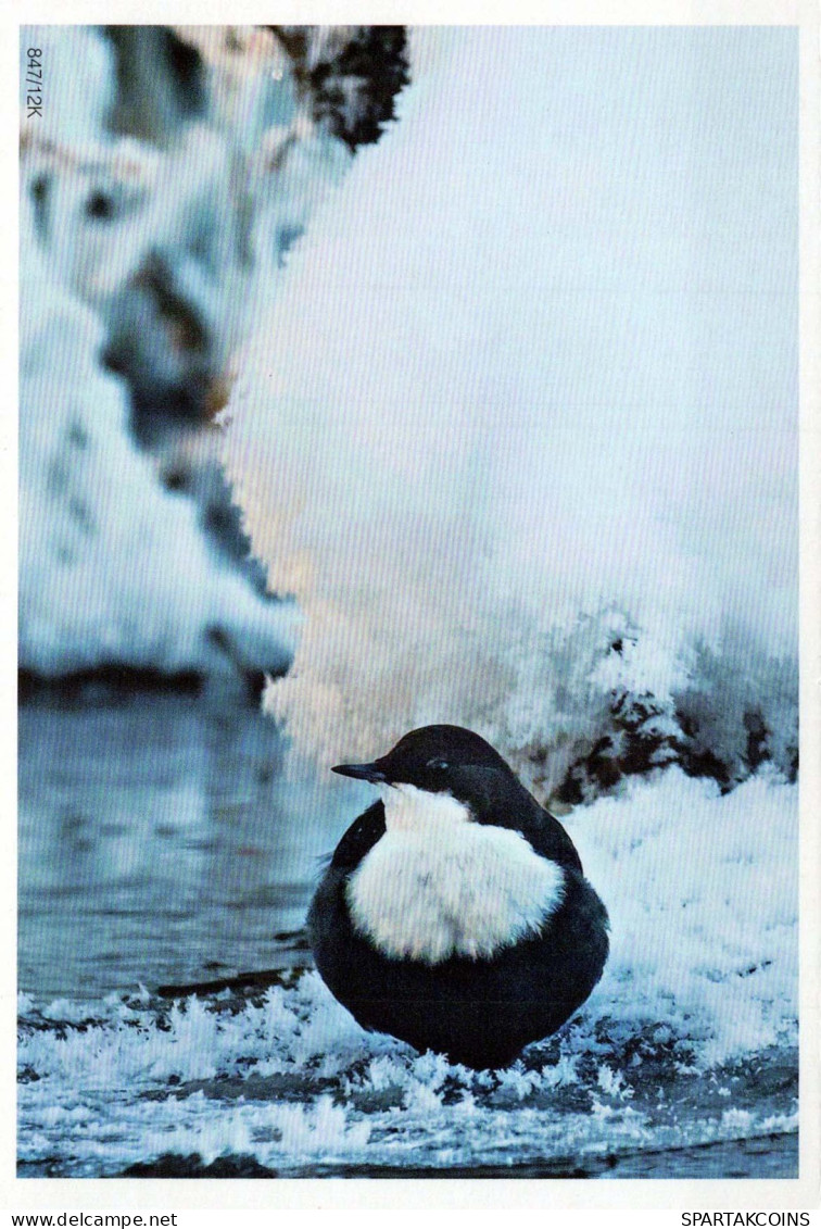 VOGEL Tier Vintage Ansichtskarte Postkarte CPSM #PBR418.A - Pájaros