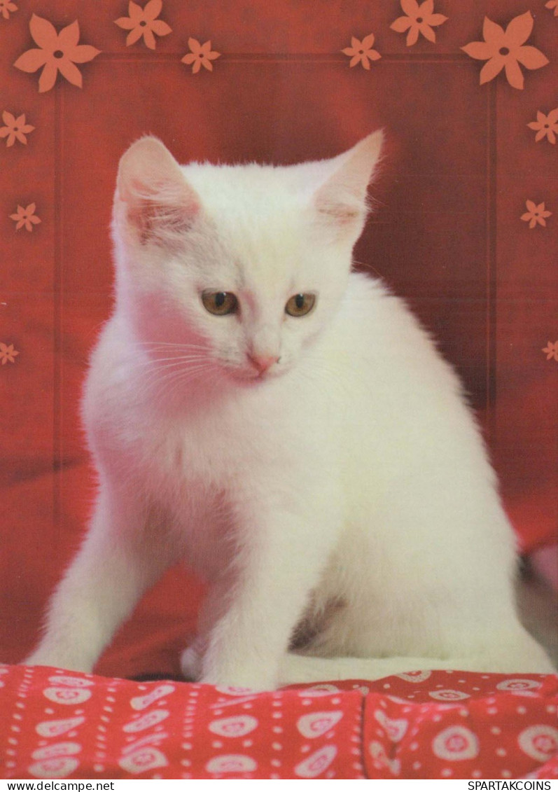 KATZE MIEZEKATZE Tier Vintage Ansichtskarte Postkarte CPSM #PBQ832.A - Cats