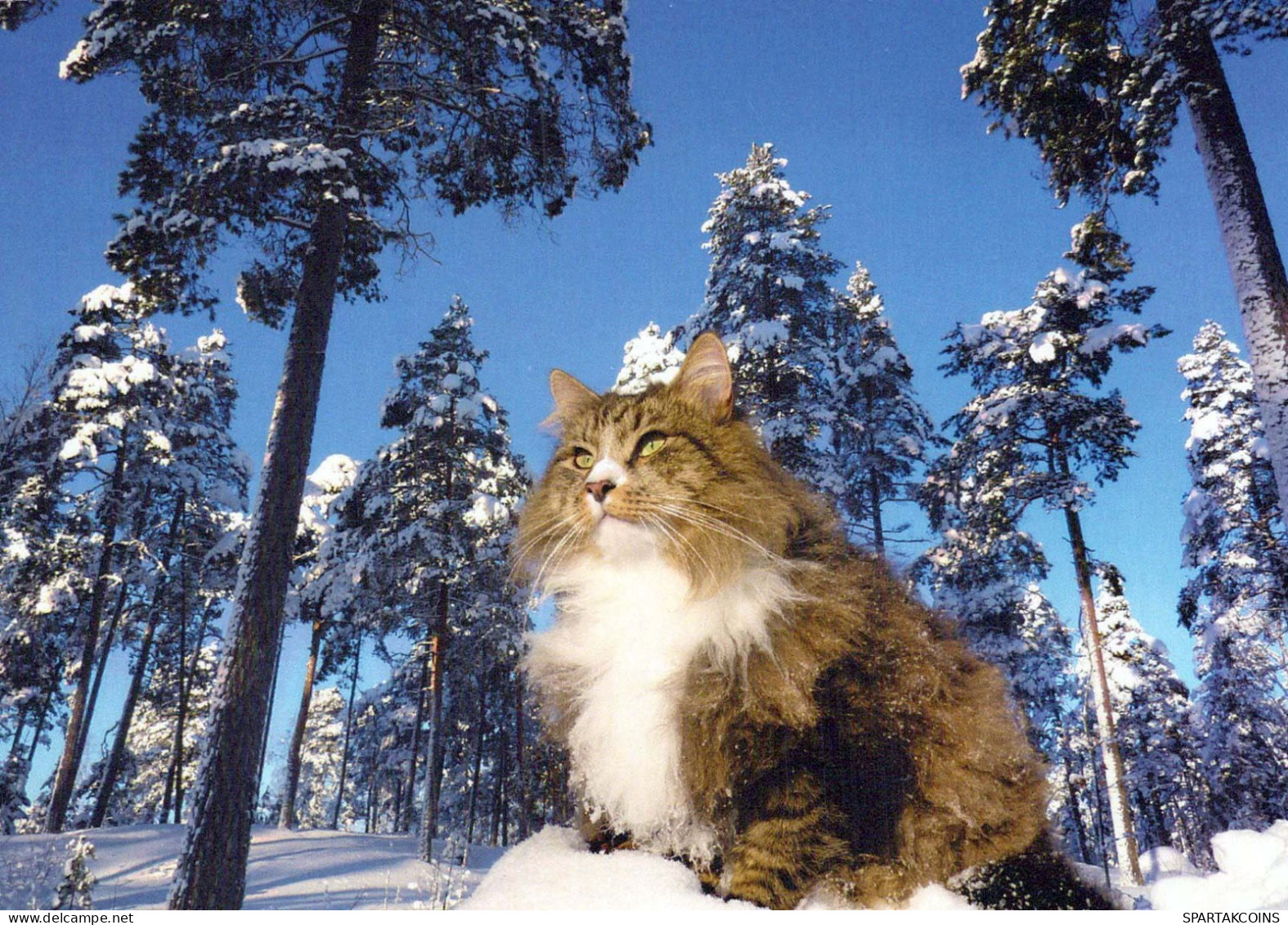 GATTO KITTY Animale Vintage Cartolina CPSM #PBQ835.A - Cats