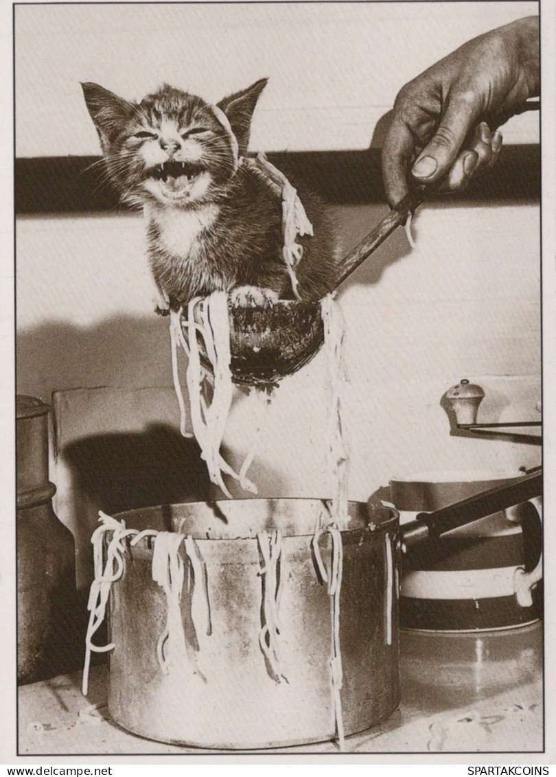 CAT KITTY Animals Vintage Postcard CPSM #PBQ743.A - Cats