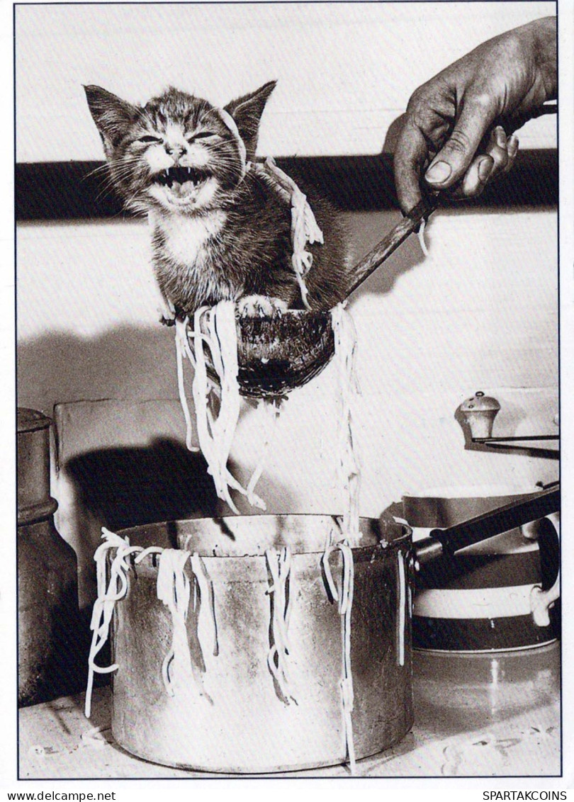 CAT KITTY Animals Vintage Postcard CPSM #PBQ743.A - Gatos