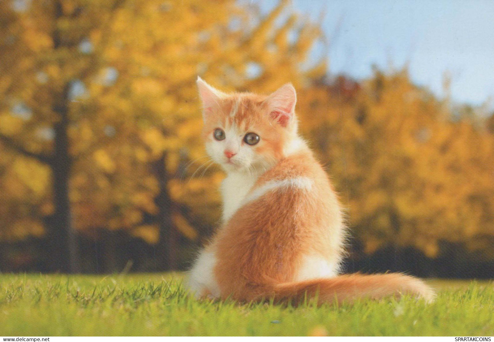 KATZE MIEZEKATZE Tier Vintage Ansichtskarte Postkarte CPSM #PBQ747.A - Cats