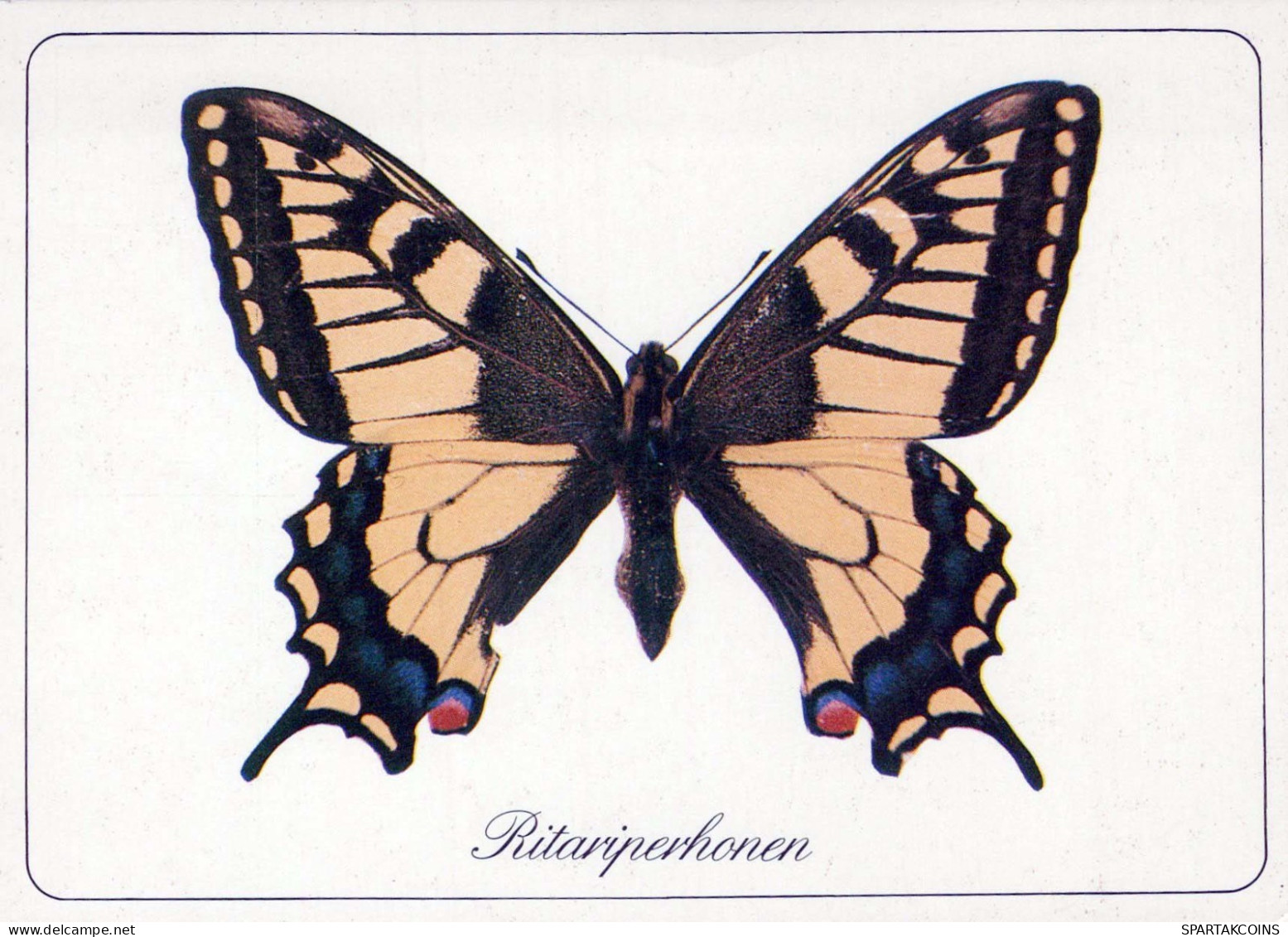 BUTTERFLIES Animals Vintage Postcard CPSM #PBS455.A - Papillons