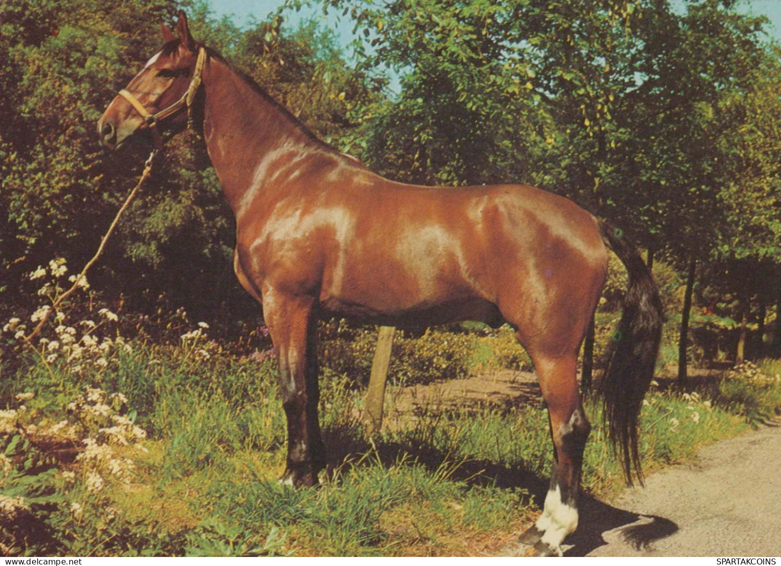 PFERD Tier Vintage Ansichtskarte Postkarte CPSM #PBR953.A - Paarden