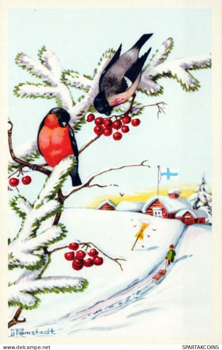 BIRD Vintage Postcard CPSMPF #PKG964.A - Vogels